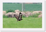 5 hiirihaukka Buteo buteo_7209 * 900 x 600 * (349KB)